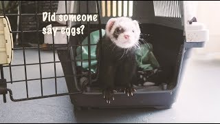 Ferrets and Eggs  Dook Dook Ferret Magazine [upl. by Suirada]