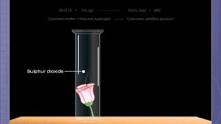 Bleaching Action of Sulphur Dioxide [upl. by Natal822]