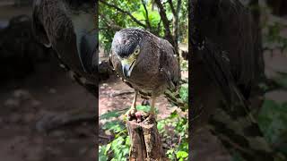 Hawk Eagle Owl Wildlife Animal EagleHawkOwl hawk vs snake Owl vs snake fight Eagle Vs Snake [upl. by Ynohtna]