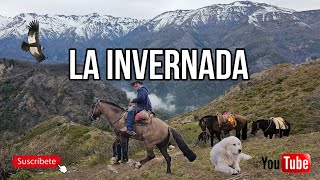 La Invernada Arrieros Cordillera de los Andes Capítulo 2 en Buscando Cabras en la Montaña la Suiza [upl. by Ahsinehs537]