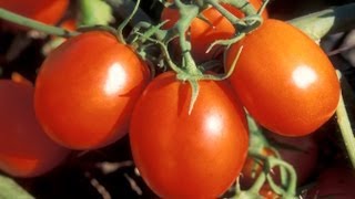 Psoriasis Eczema Tomato History No Tomatoes Cure 12 [upl. by Akisej]