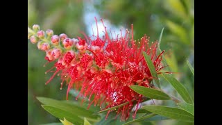 Callistemon citrinus [upl. by Stillmann476]