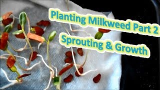 Planting Milkweed Part 2  Sprouting amp Growth Help The Monarch Butterfly [upl. by Miyasawa]