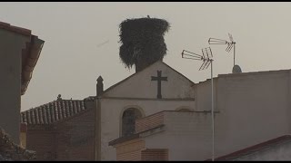 El nido de cigüeñas de Montearagón se postula al record Guinness por ser el más grande del mundo [upl. by Zerdna706]