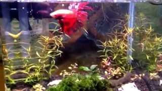 My Betta Fish quotCorncobquot Dancing to Music [upl. by Merp]