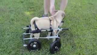 Puck a cerebellar pup tries eddieswheels quad cart thanks to Curly Tail Pug Rescue [upl. by Hasina]