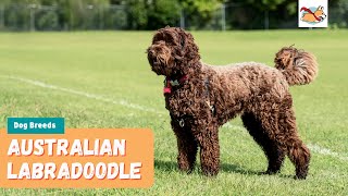 Australian Labradoodle Your Complete Guide To The First Labrador Poodle Mix [upl. by Eimareg53]