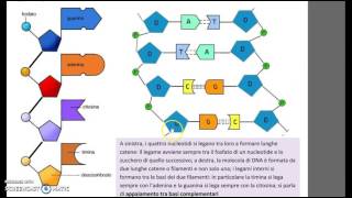 Il DNA struttura e replicazione [upl. by Einnahpets888]