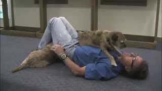 A Border Terrier Cuddle [upl. by Nona]