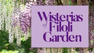 PRUNING WISTERIAS for Historic English Style Estate Garden  Walk with me through FILOLI GARDEN 2021 [upl. by Nnaasil]