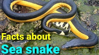 Facts about yellow bellied sea snake🤔shorts Amazing Facts [upl. by Malkin]