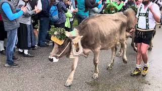 Viehscheid in Missen Oberallgäu 2023 Video 3 [upl. by Anahsek]