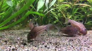 Le ballet des Corydoras Julii  Repas et parade amoureuse  Aquarium ADA 90P [upl. by Aneral249]