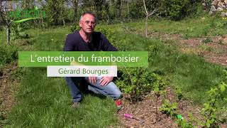 Comment ENTRETENIR le FRAMBOISIER [upl. by Artenra]