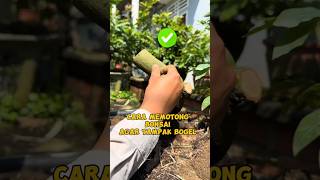 Cara potong bonsai agar nampak bogel inspirasibonsai [upl. by Aicertap]