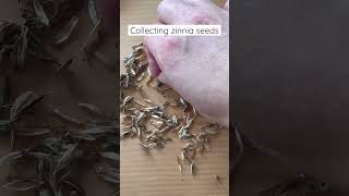 How to save zinnia seeds [upl. by Korfonta755]