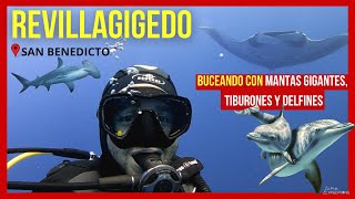 REVILLAGIGEDO 🌊  Buceé con MANTAS GIGANTE TIBURONES MARTILLO Y UN BEBÉ DELFIN 😍 📍SAN BENEDICTO [upl. by Ycnej]