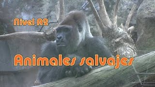 Animales salvajes latino Nivel A2 [upl. by Noraed]