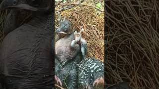 CloseUp Footage of Birds Nesting and Feeding [upl. by Lyns911]