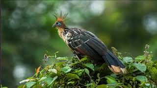 Hoatzin Bird Compilation and Mix [upl. by Festus]