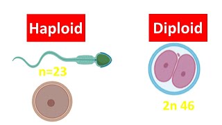 Haploid vs Diploid Cell for beginners  Difference between Haploid and Diploid Cell [upl. by Hazen]