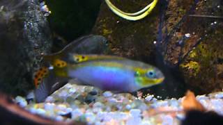 Pelvicachromis taeniatus quotMoliwequot [upl. by Honeywell]