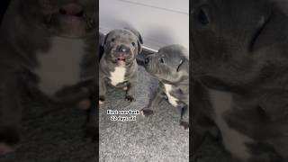 Staffy puppies first bark puppy staffypuppy pitbullpuppy puppybarking puppies puppylife pup [upl. by Nairam]