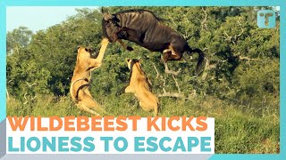 Leaping Wildebeest Kicks Lioness In Dramatic Escape [upl. by Remmos]