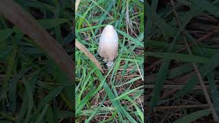 Coprinus comatus  gyapjas tintagomba [upl. by Kohcztiy]