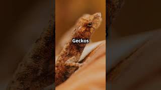 Geckos facts geckos animals nature rainforests facts [upl. by Cofsky]