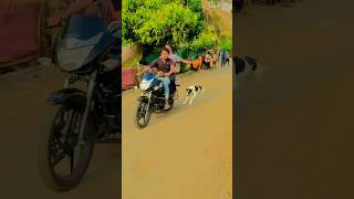 Dog race Kolhapur  महाराष्ट्र राज्य श्वान शर्यत 72  shorts short dograce greyhound [upl. by Forester]