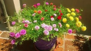 How to grow Portulaca Grandiflora from cuttings 130 COLOR CUTTINGS AVAILABLE [upl. by Haukom634]