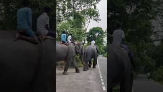 Elephant in kaziranga ❤️🐘🐘🐘 [upl. by Seko]