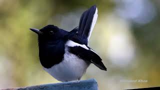 Oriental magpierobin Copsychus saularis male  Kowloon Tsai nature birds [upl. by Lemuel]