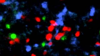 Spatiotemporal Basis of Innate and Adaptive Immunity in Secondary Lymphoid Tissue Video 7 [upl. by Lauren]