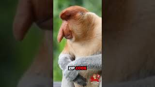 Proboscis Monkey Facts The Biggest Nose In The Jungle [upl. by Sitrik]