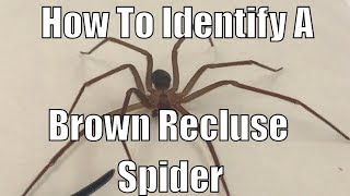 How to identify a brown recluse spider [upl. by Aprile333]