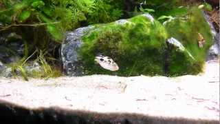 Aquarium Puffer Freshwater sole  Achirus Achirus crystal red shrimp Rasbora Galaxy [upl. by Haelem]