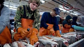 How To Find REAL Alaska Seafood Processing Jobs 2021 [upl. by Morette]