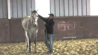 Lowering the head of a 171 hand Andalusian [upl. by Ttocs741]