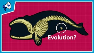 What is the Evidence for Evolution [upl. by Sarette]