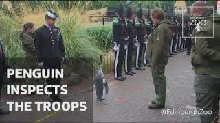 Penguin inspects the troops as hes made a Brigadier [upl. by Baalman]