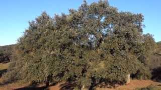 ENCINA Quercus ilex wwwriomoroscom [upl. by Liban]