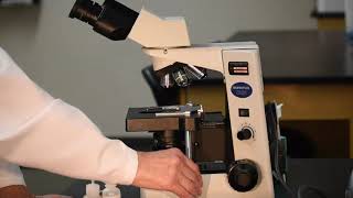 Using a Brightfield Microscope [upl. by Socem]