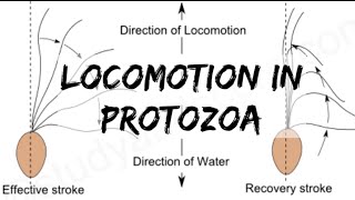 Biology  Phylum Protozoa  Locomotion in Protozoa [upl. by Sasnett145]