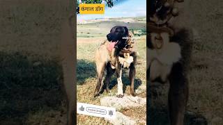 Kangal dog Kangal dog fight🤔 kangaldog shorts trending viralvideo [upl. by Munsey]