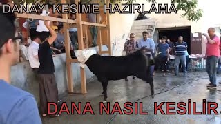 KURBANLIK DANA KESİMİNDE ZOR ANLAR KURBAN BAYRAMI [upl. by Nobel]