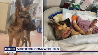 German shepherd shot through her snout in San Jose [upl. by Haukom]