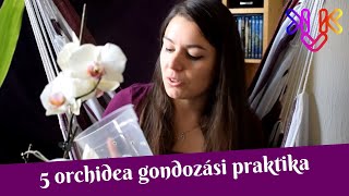 Orchidea gondozása  5 praktika ami segíti az orchideák fejlődését [upl. by Dante]