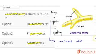 Coenocytic mycelium is found in [upl. by Zobias]